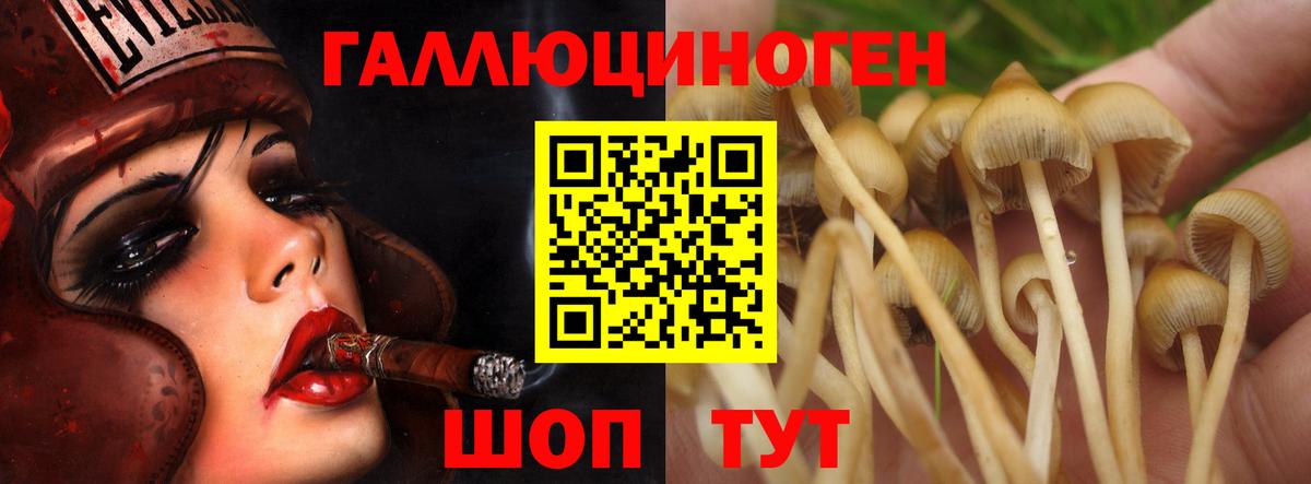 Псилоцибиновые грибы Psilocybe Мончегорск